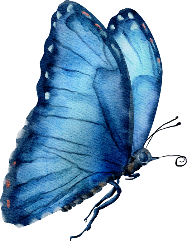watercolor butterfly