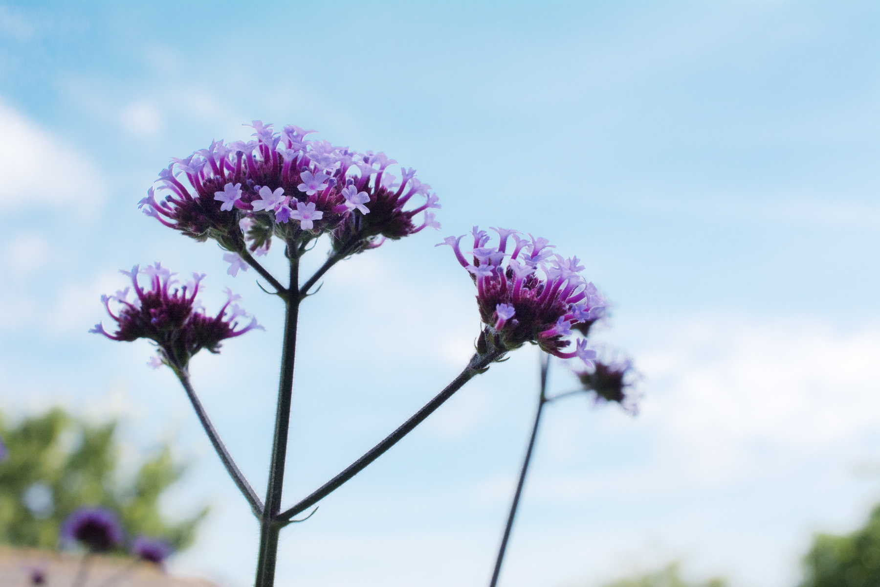 Verbena bonariensis
